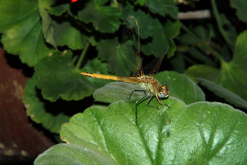 Da determinare 2 - Sympetrum fonscolombii (maschio imm)